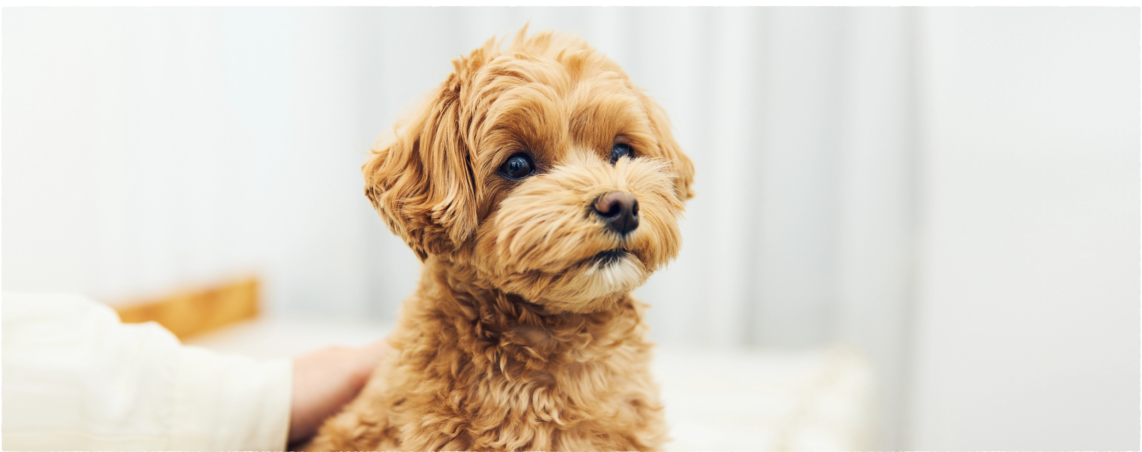 愛犬のストルバイト結石や腎結石の再発防止を考えた自然の力で腎臓をいたわる和漢ドッグフード