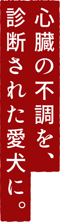心臓の不調を診断された愛犬に