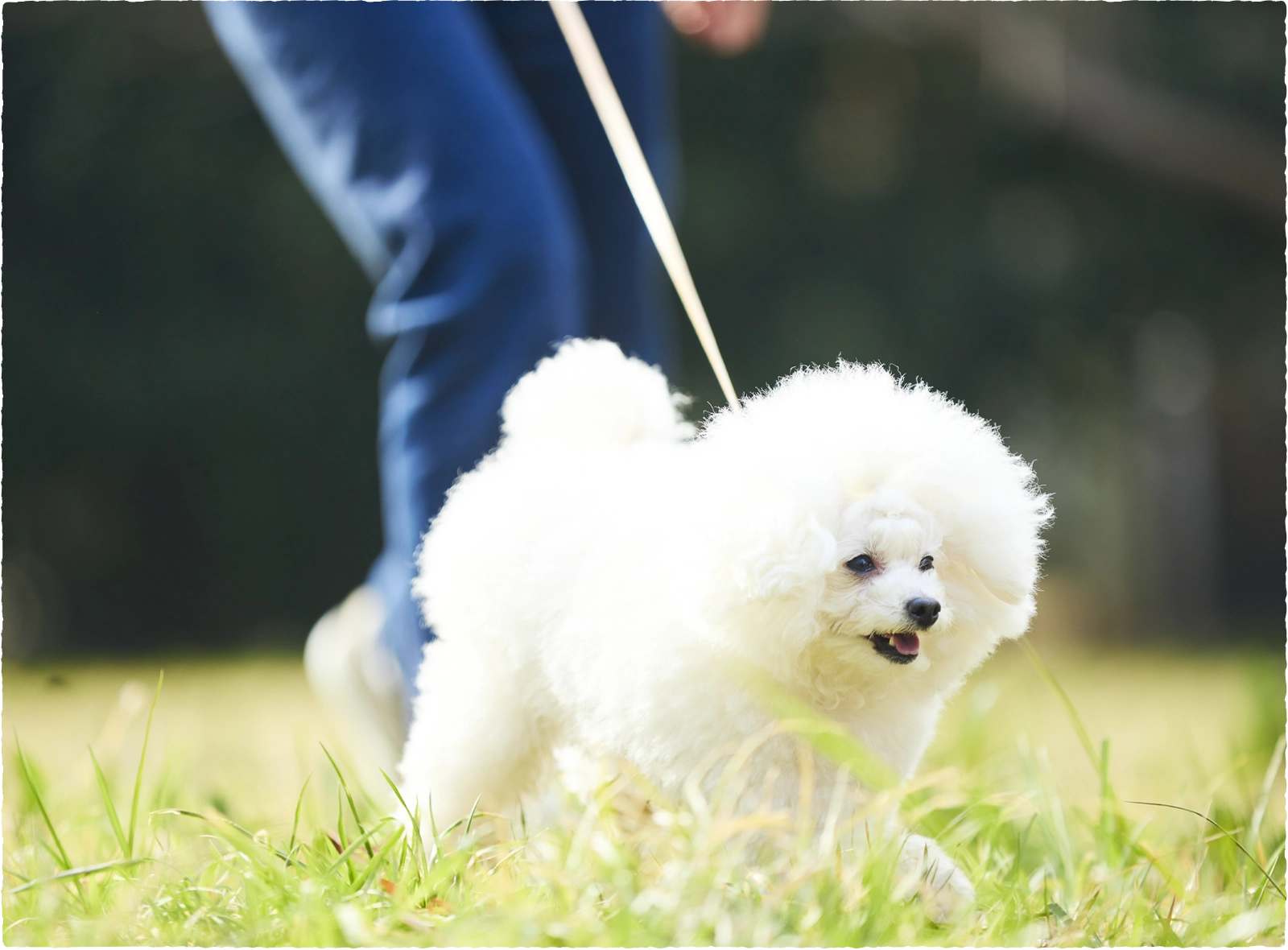 幼犬・成犬のための自然素材だけでつくる安心安全の健康維持食